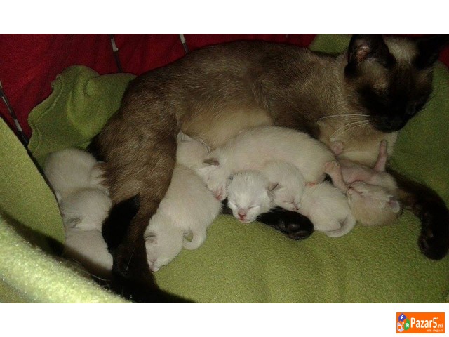 сијамски мачки