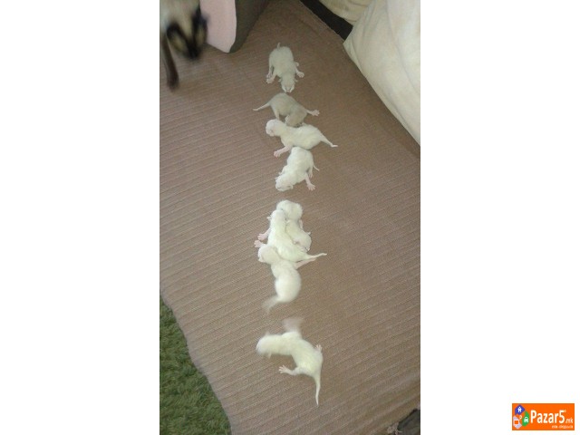 сијамски мачки