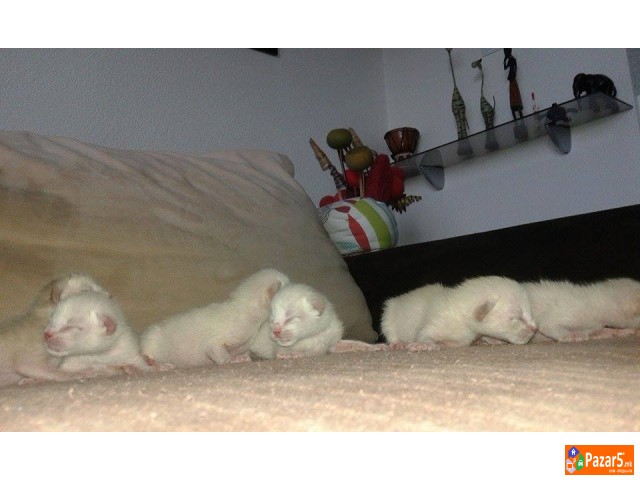 сијамски мачки