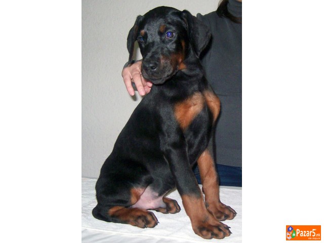Doberman Kucence Kucenca