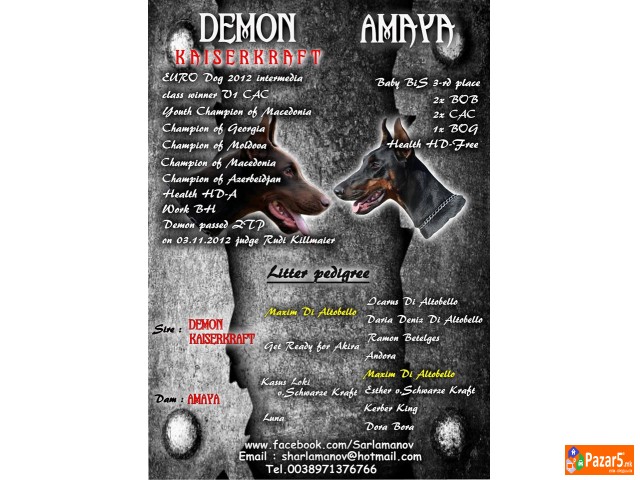 Doberman Kucence Kucenca