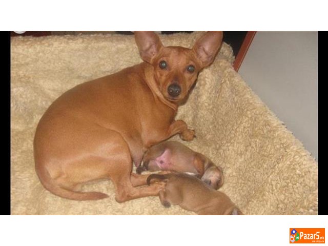 Dzudzesti Pinc Preubavi Minijaturni