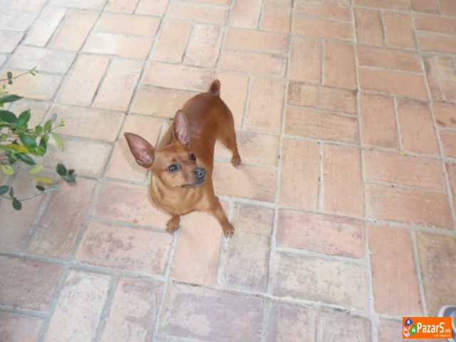 Dzudzesti Pinc Preubavi Minijaturni