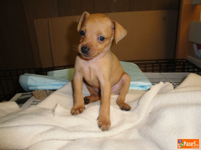 Dzudzesti Pinc Preubavi Minijaturni