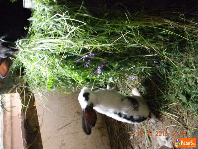 Prodavam Zajaci Orijasi   Na Vozrast Od 2-5meseci