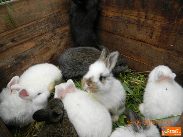 Prodavam Zajaci  Od Rasata Orijasi 