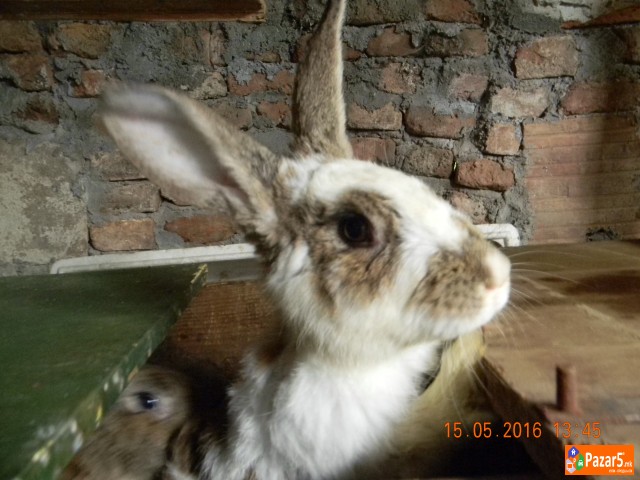 Prodavam Zajaci  Od Rasata Orijasi 