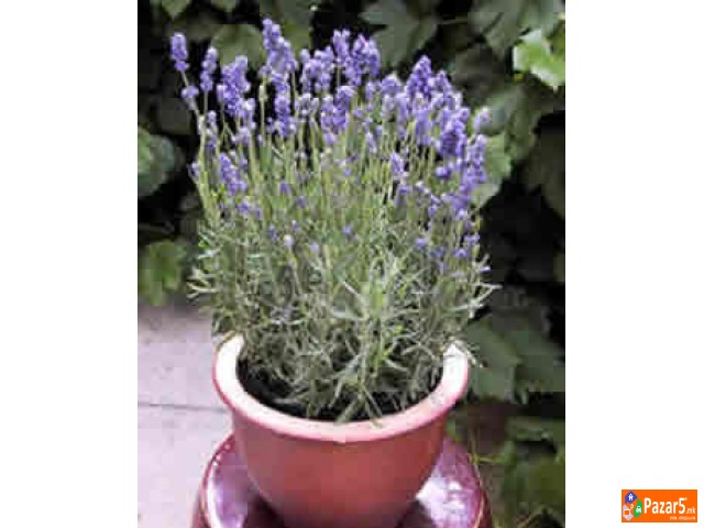 Lavanda I Ruzmarin