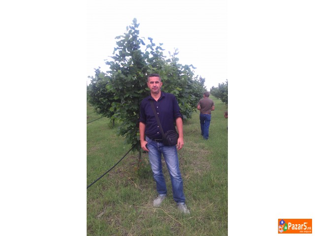 Italijanski Sadnici Na Lesnik So Dogovor Za Otkup 