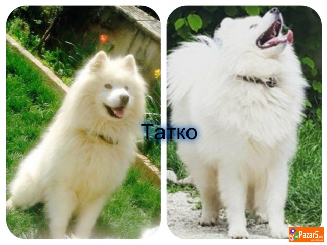 Se Prodavaat Kutrenca Od Rasata Sibirski Samojed