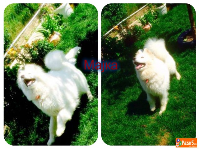 Se Prodavaat Kutrenca Od Rasata Sibirski Samojed