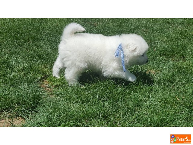 Se Prodavaat Kutrenca Od Rasata Sibirski Samojed