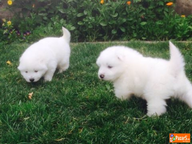 Se Prodavaat Kutrenca Od Rasata Sibirski Samojed