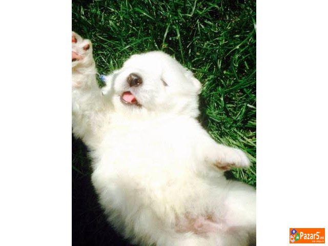 Se Prodavaat Kutrenca Od Rasata Sibirski Samojed