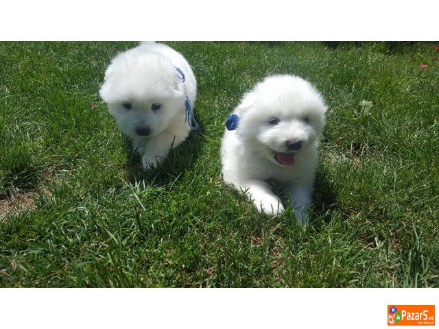 Se Prodavaat Kutrenca Od Rasata Sibirski Samojed