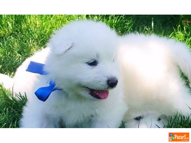 Se Prodavaat Kutrenca Od Rasata Sibirski Samojed