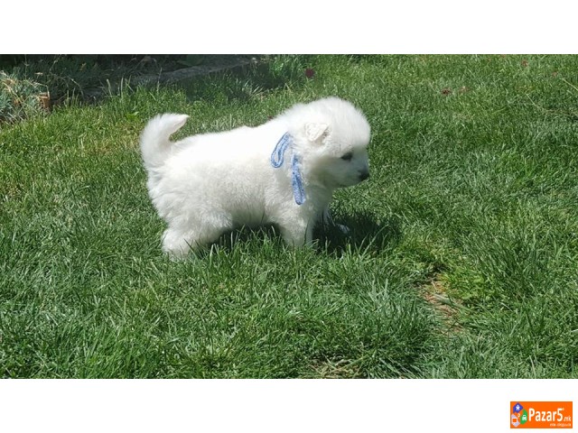 Se Prodavaat Kutrenca Od Rasata Sibirski Samojed