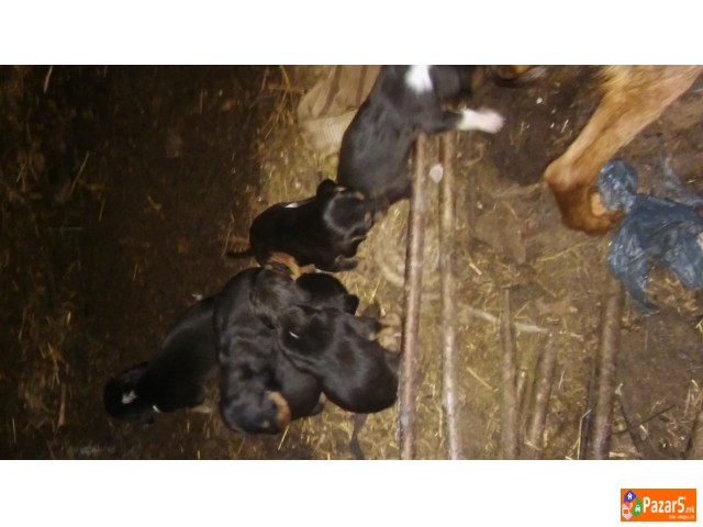 Се прoдaвт зaгaрчињa пo рaсa бaлкaнци рoдени нa 9 