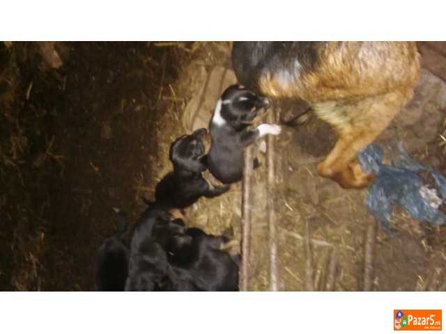 Се прoдaвт зaгaрчињa пo рaсa бaлкaнци рoдени нa 9 