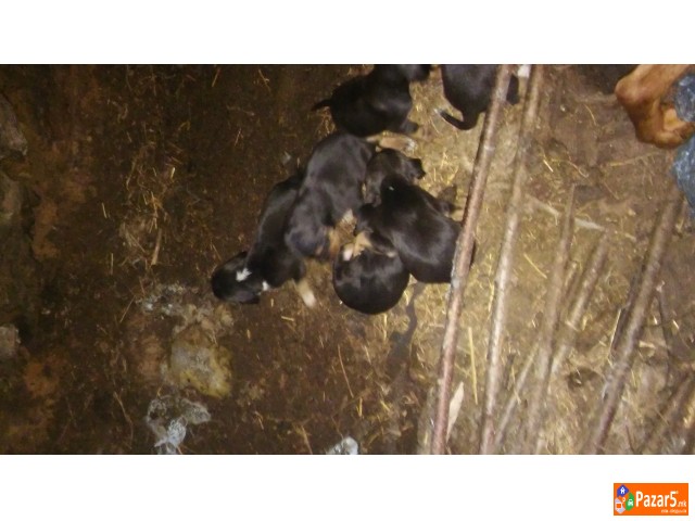 Се прoдaвт зaгaрчињa пo рaсa бaлкaнци рoдени нa 9 