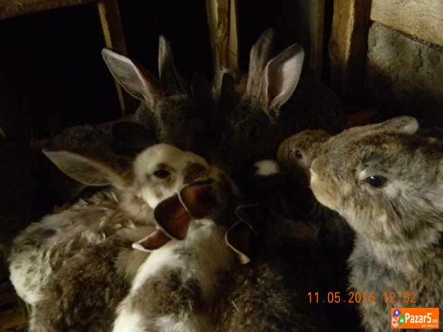  Prodavam Zajaci
