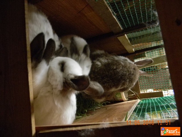  Prodavam Zajaci