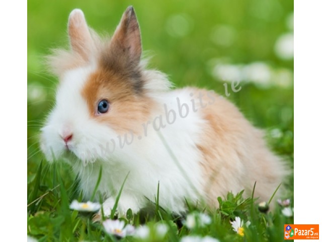 Minijaturni Zajcinja Lavlja Glava