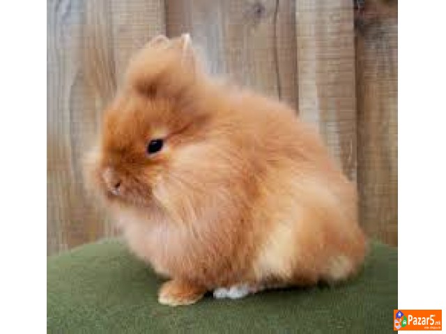 Minijaturni Zajcinja Lavlja Glava