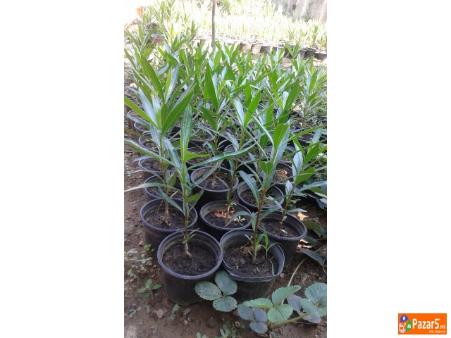 Prodavam Cvekje Oleander, Ruzmarin, Palma 