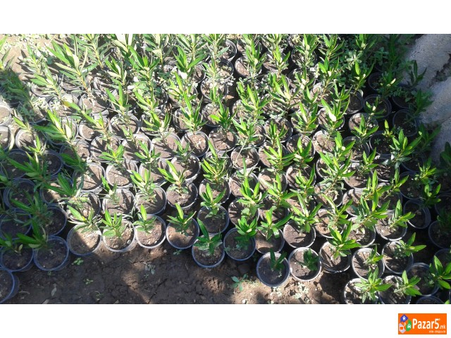 Prodavam Cvekje Oleander, Ruzmarin, Palma 