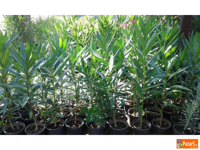 Prodavam Cvekje Oleander, Ruzmarin, Palma 