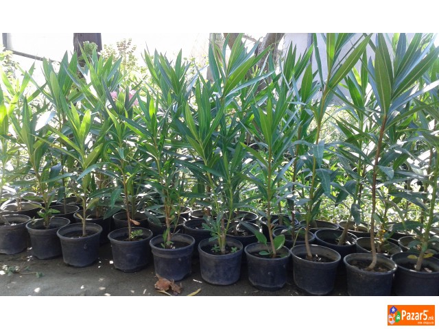 Prodavam Cvekje Oleander, Ruzmarin, Palma 