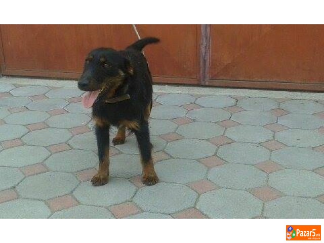 Germanski Loven Terier