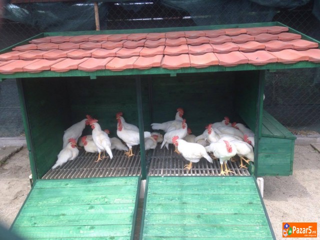 Leghorn Italijanka 