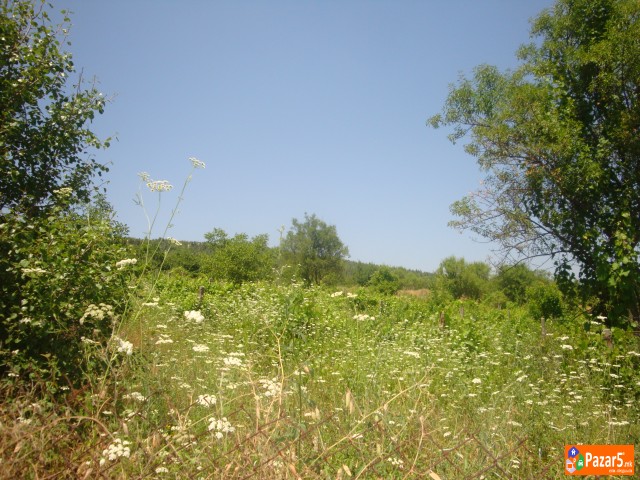 Atraktivni I Evtini Nivi