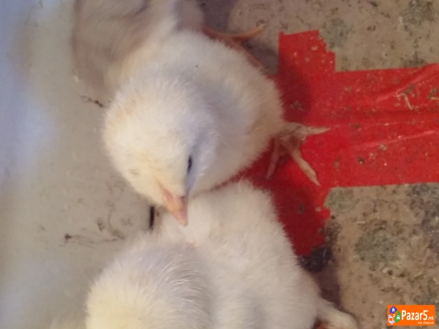 Prodavam Pilinja Od Bela Brama