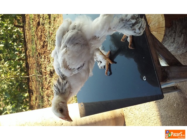 Prodavam Pilinja Od Bela Brama