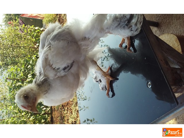 Prodavam Pilinja Od Bela Brama