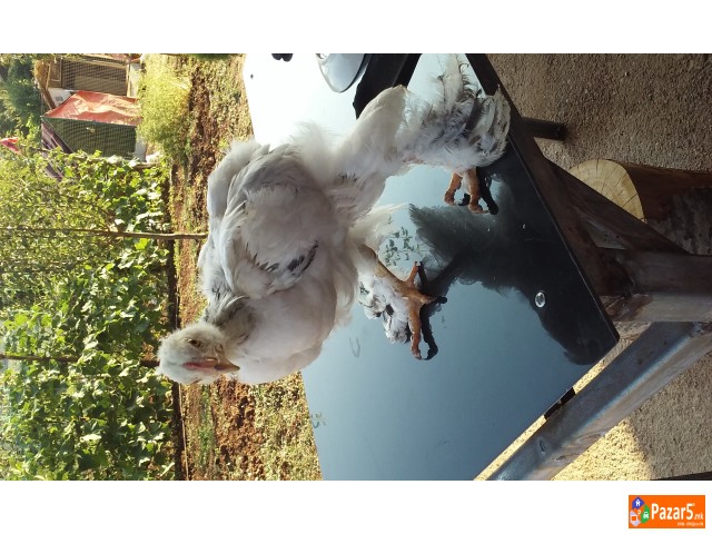 Prodavam Pilinja Od Bela Brama