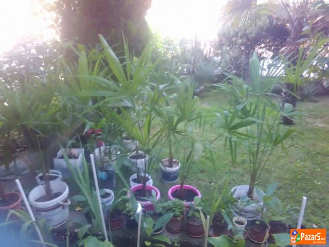 Продавам палми и јапонски мушмули