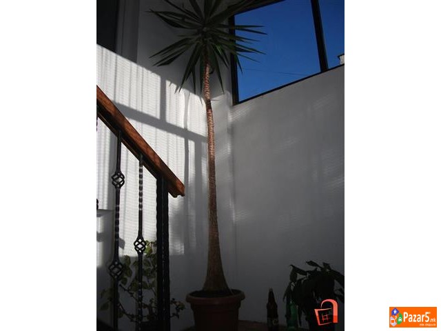 Juka Drvo Zivota Fikus I Schefflera