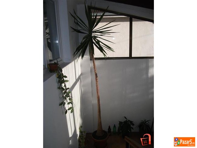 Juka Drvo Zivota Fikus I Schefflera