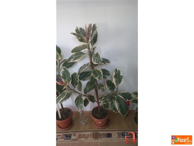 Juka Drvo Zivota Fikus I Schefflera