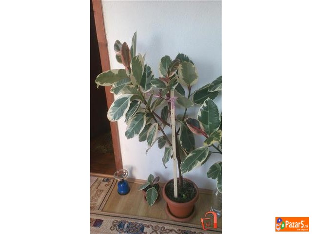 Juka Drvo Zivota Fikus I Schefflera