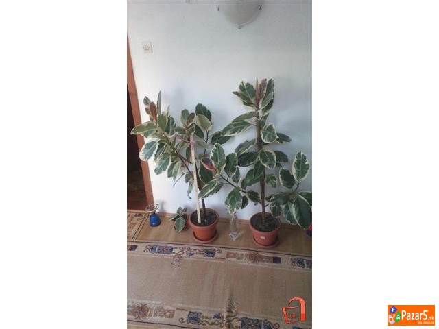 Juka Drvo Zivota Fikus I Schefflera