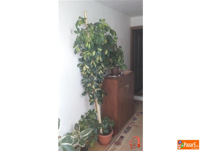 Juka Drvo Zivota Fikus I Schefflera