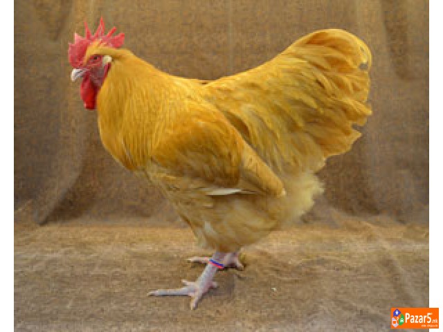 Пилиња и кокошки