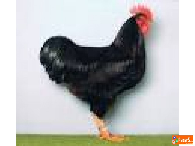 Пилиња и кокошки