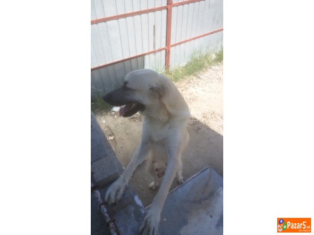  Kucenca Kangal Аnatholian Shepared