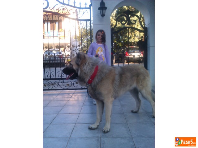  Kucenca Kangal Аnatholian Shepared
